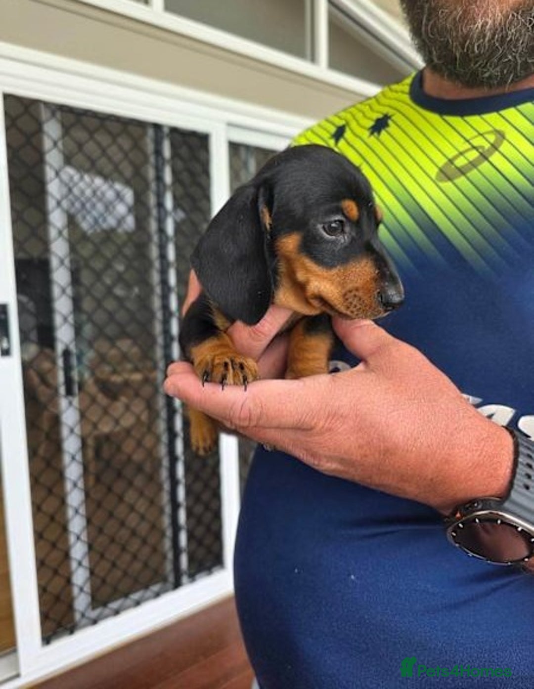 Miniature Dachshund dogs for sale: Healthy mini dapple and dachchunds pups - Image 3