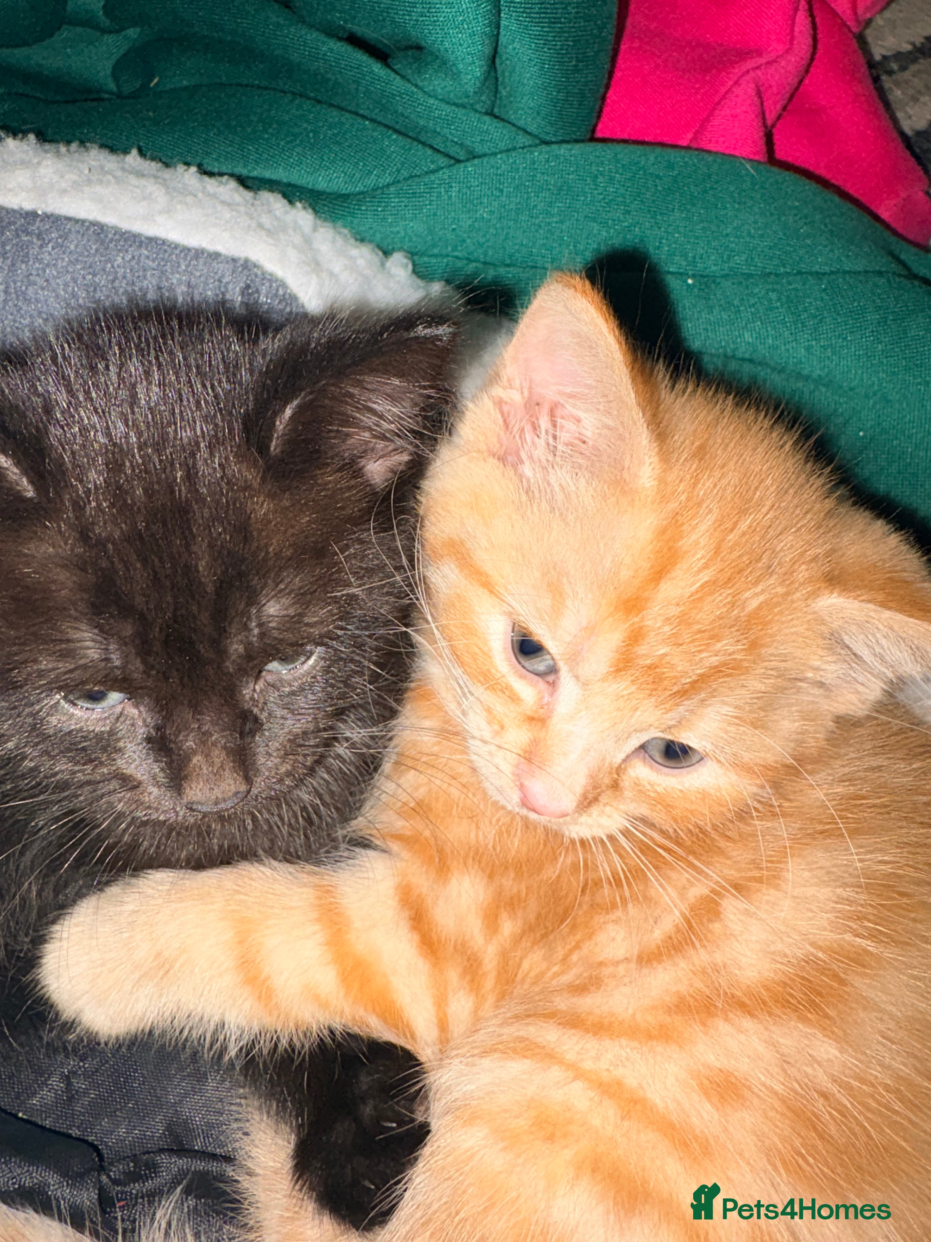 Mixed Breed cats Rare ginger girl in Welwyn Garden City - Advert 4