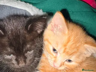 Mixed Breed cats Rare ginger girl in Welwyn Garden City - Advert 4