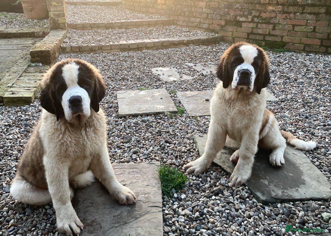 Bernard Mix Grey Saint Bernard Bernard Mix Puppy St Bernard Kennels Saint  Bernard Great Dane, image size:1080x771