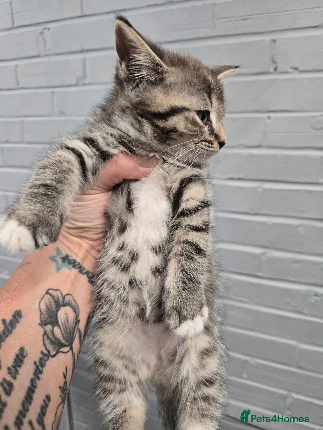 Mixed Breed cats for sale: Beautiful mixed breed kittens  - Advert 8