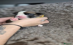 Boxer dogs for sale: Boxer puppies - Image 31