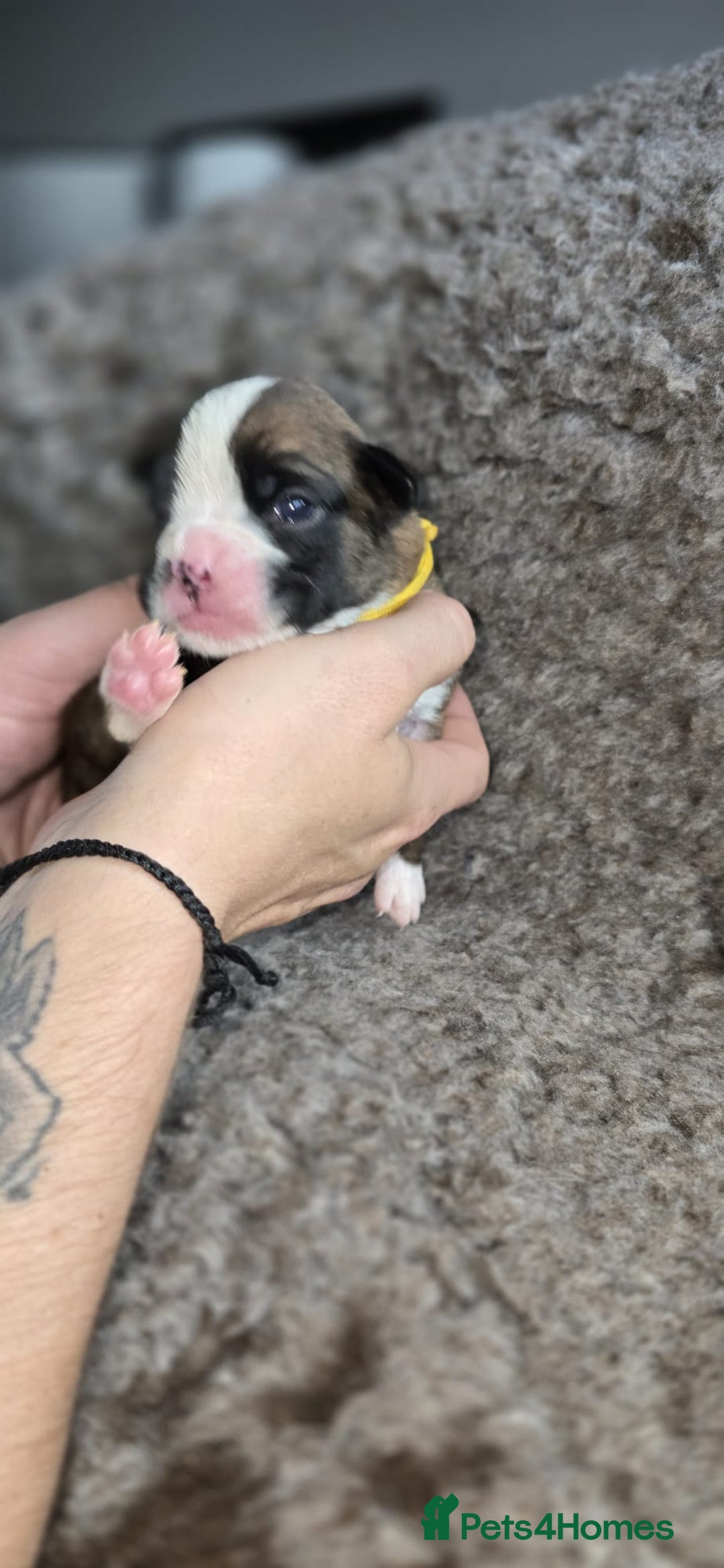 Boxer dogs for sale: Boxer puppies - Image 31