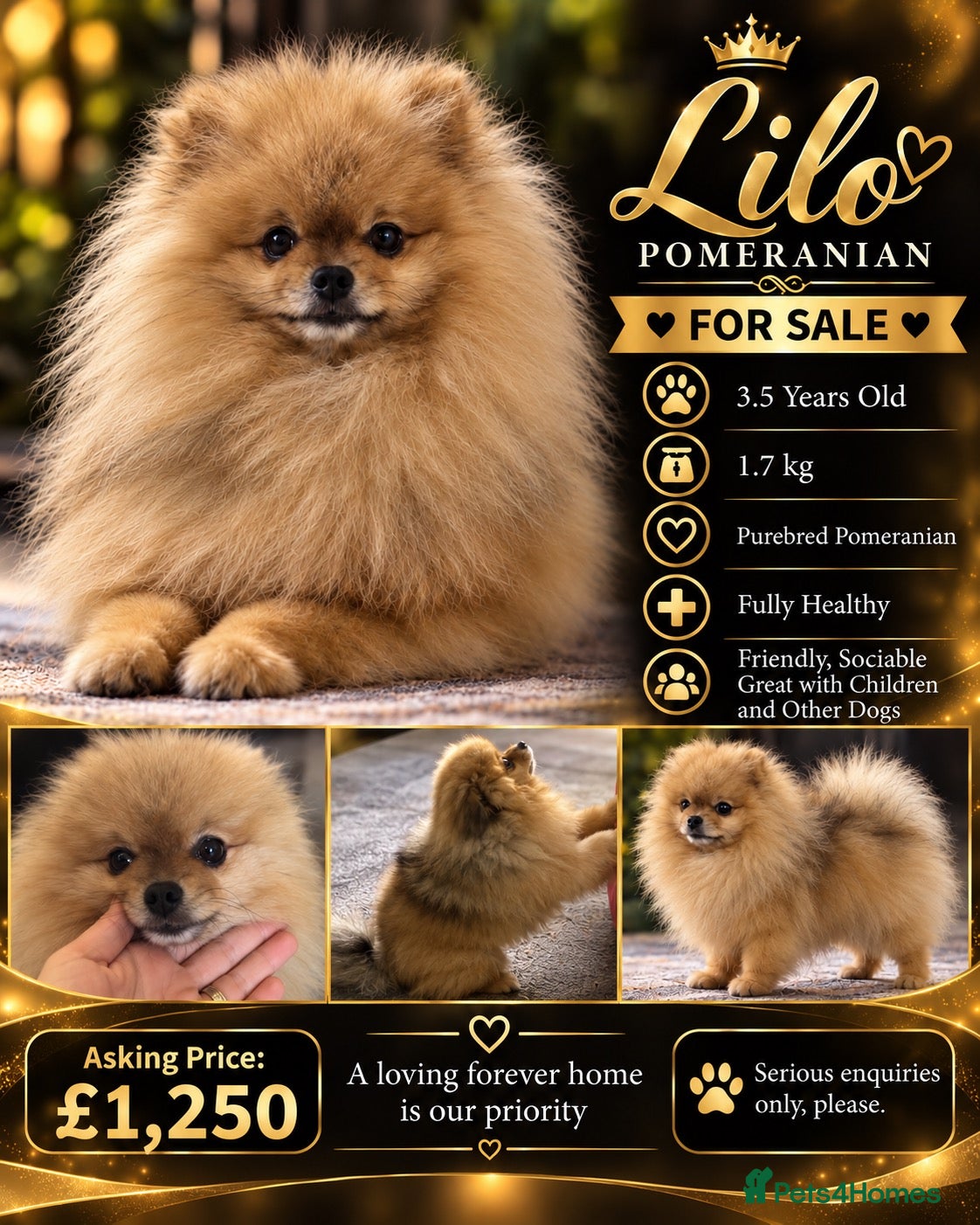 Pomeranian dogs for sale: 3,5 years old male Pom - Advert 7