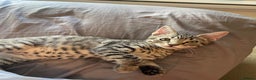 Bengal cats for sale: Bengal Kitten for Sale  - Advert 6