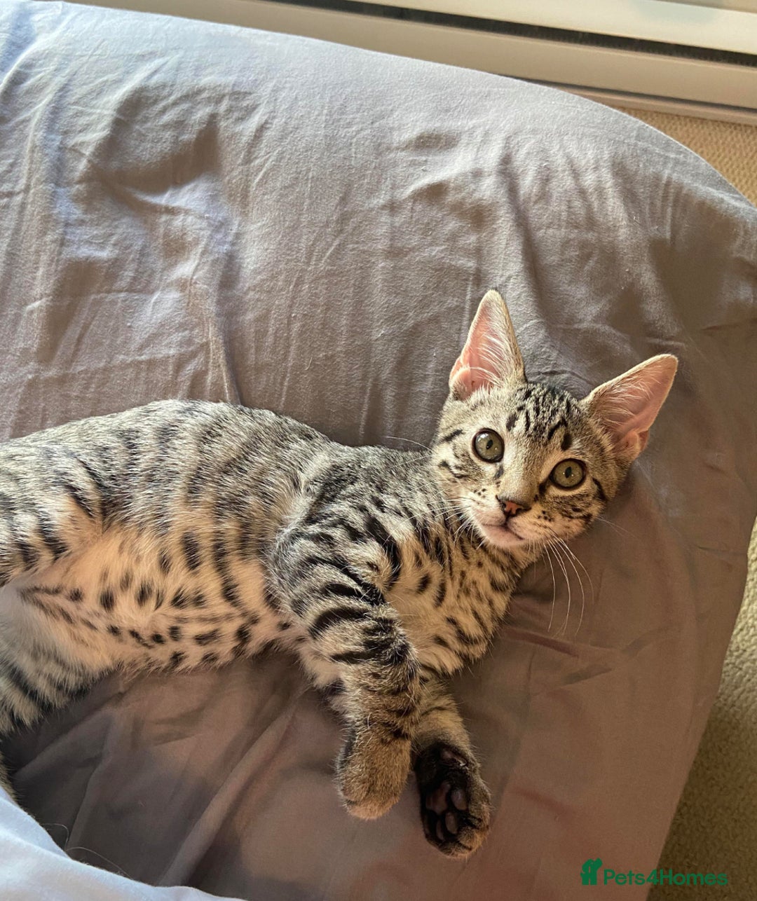 Bengal cats for sale: Bengal Kitten for Sale  - Advert 6