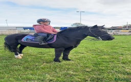 Riding pony horses for sale: 12.2hh All rounder pony  - Image 3