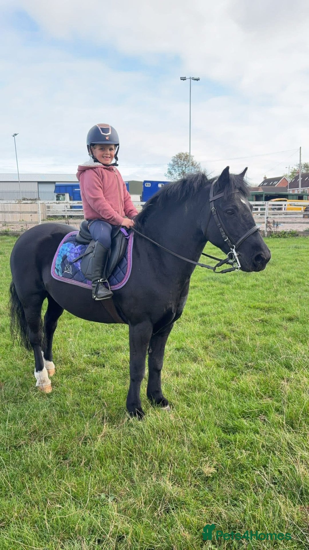 Riding pony horses for sale: 12.2hh All rounder pony  - Image 3
