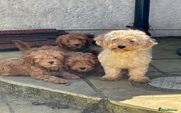 Cavapoochon dogs for sale: Stunning girls and boys - Image 9