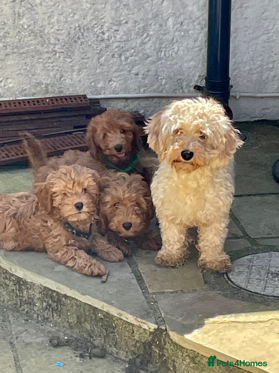 Cavapoochon dogs for sale: Stunning girls and boys - Image 9