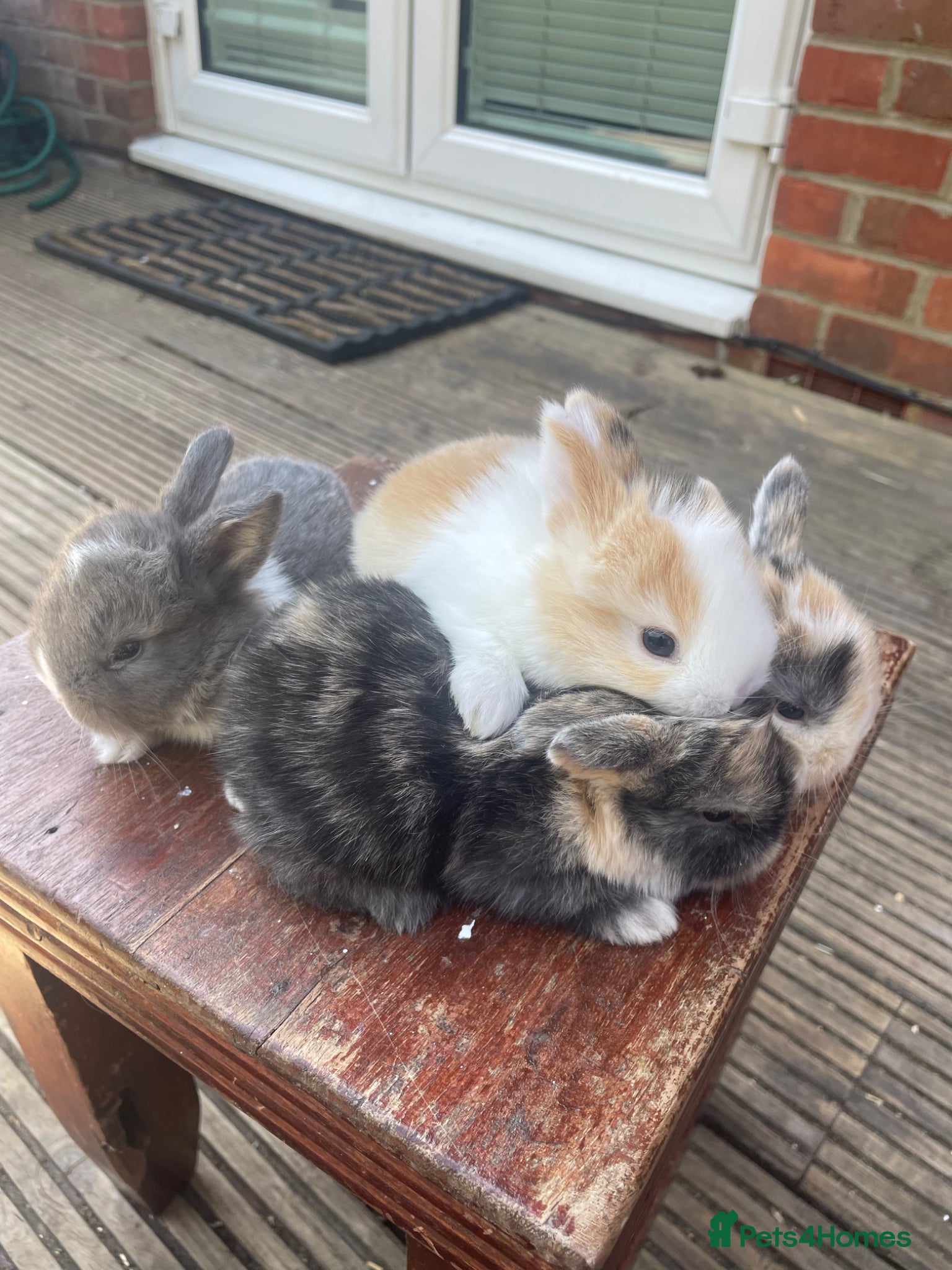 Mini Lop rabbits Purebreed mini lops  - Advert 20