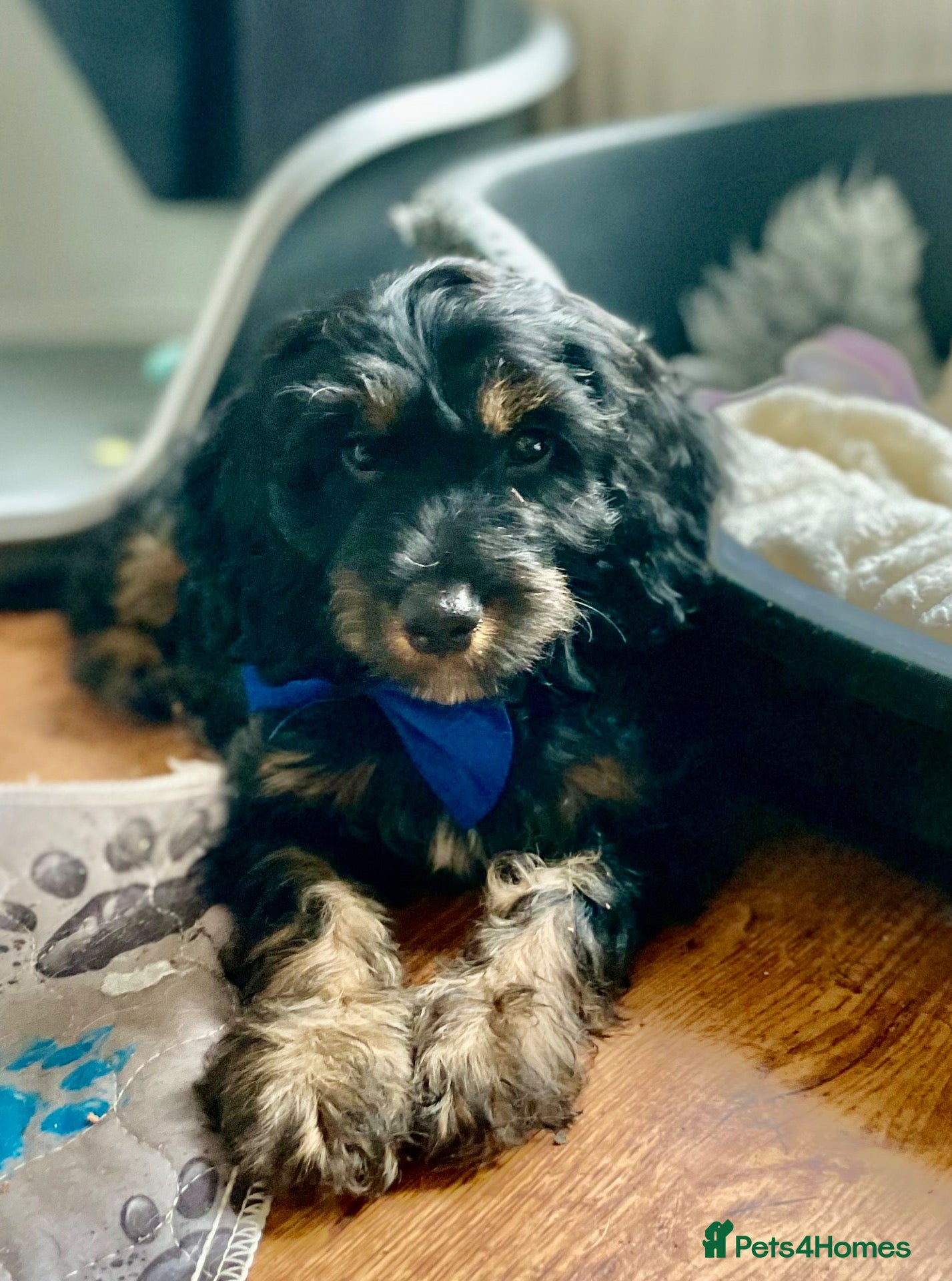 Cockapoo dogs 🐶READY TO LEAVE NOW 🐶 beautiful cockapoos  - Advert 2