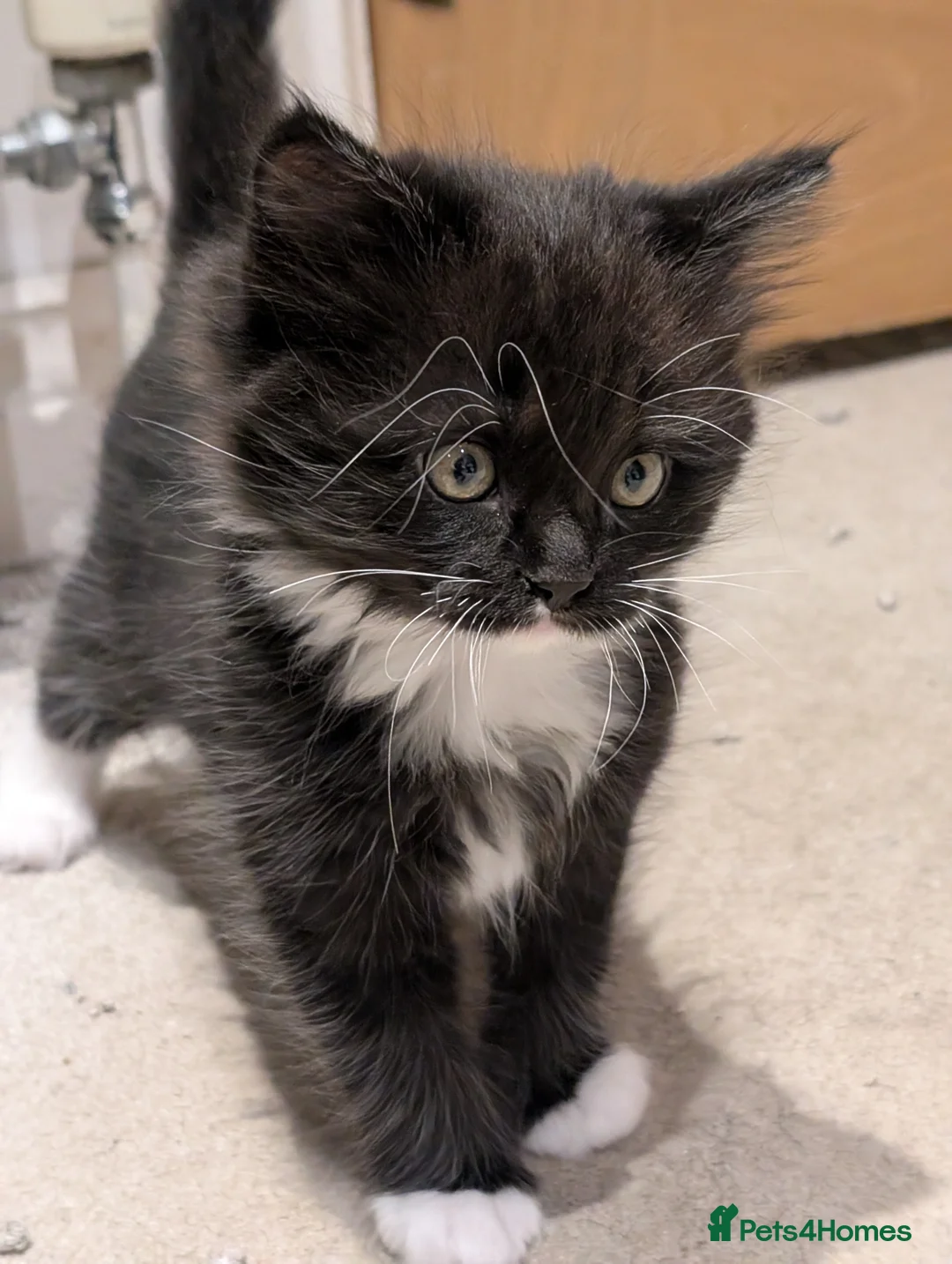 Mixed Breed cats for sale: Ragdoll X  in Crook - Advert 4