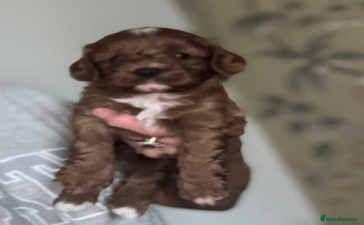Cavapoo dogs - Advert 10