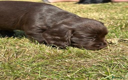 Cocker Spaniel dogs for sale: READY 31st Aug KC Pedigree Working Cocker Puppies - Image 7