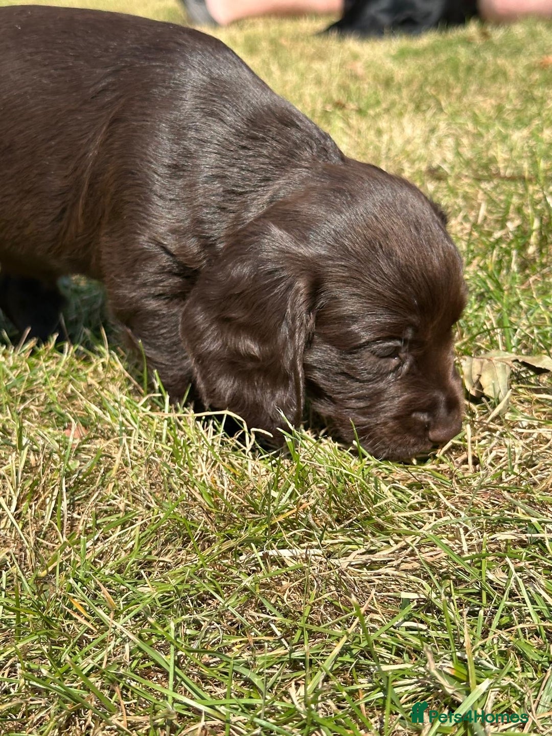 Cocker Spaniel dogs for sale: READY 31st Aug KC Pedigree Working Cocker Puppies - Image 7