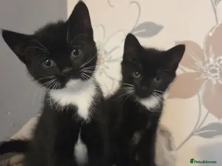British Shorthair cats 2 girl kittens left 7 weeks old - Advert 14