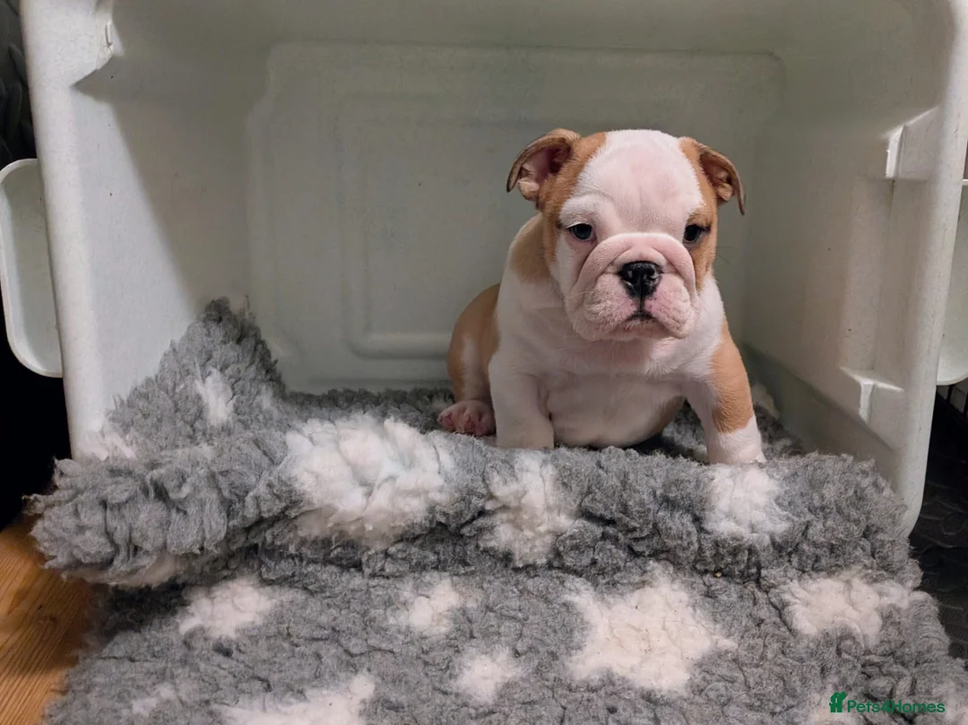 English Bulldog dogs for stud: Silver Health Tested - Proven Guaranteed Success - Advert 10