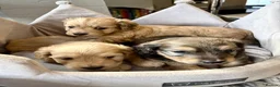 Doxiepoo dogs for sale: (REDUCED) Three Stunning Daxi Poo Puppies in Par - Advert 12