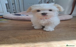 Maltese dogs for sale: Adorable Maltese Puppies For Sale❤️ - Image 6