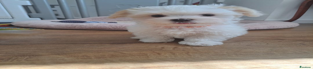Maltese Puppy 2