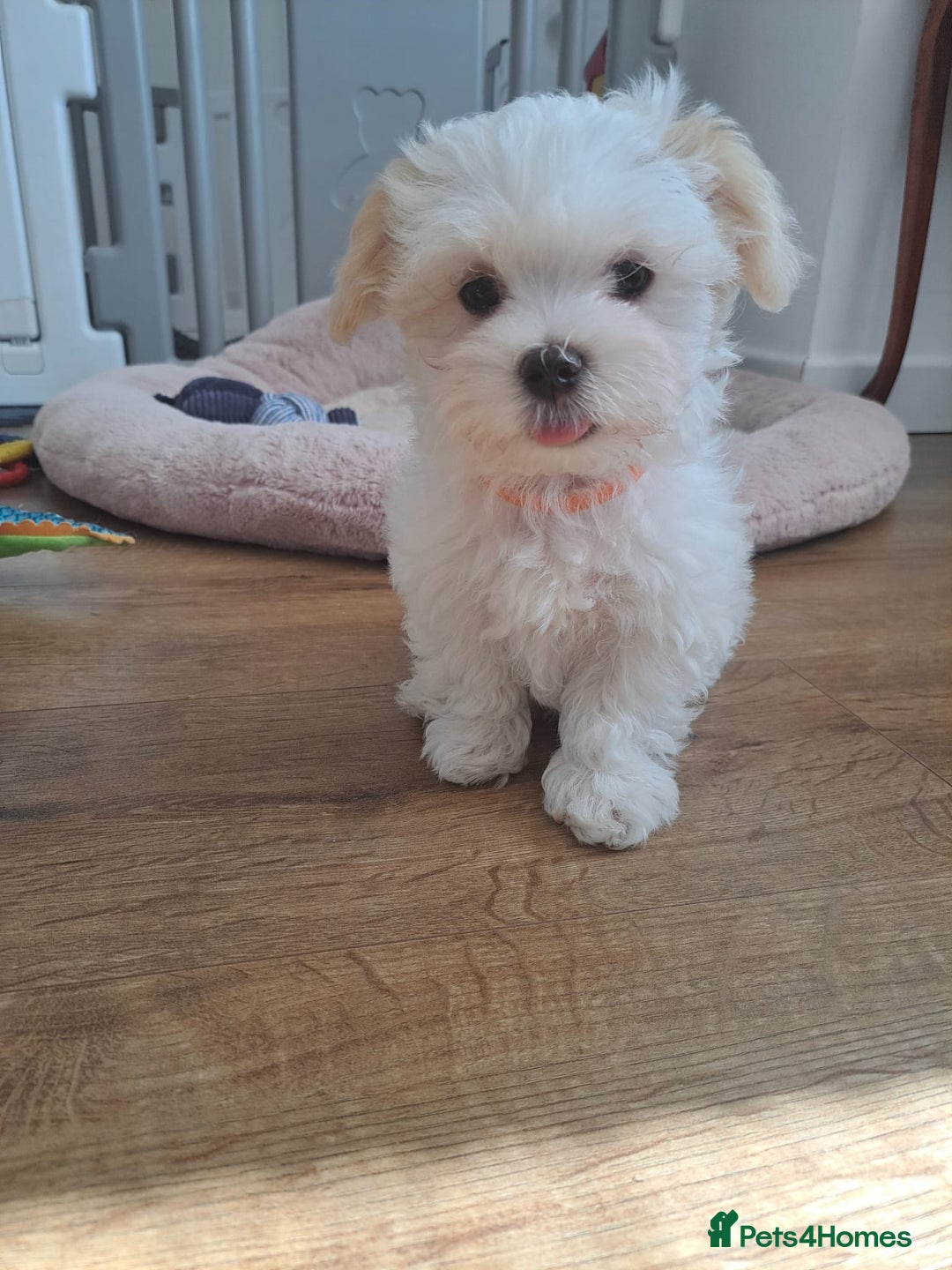 Maltese dogs for sale: Adorable Maltese Puppies For Sale❤️ - Image 6