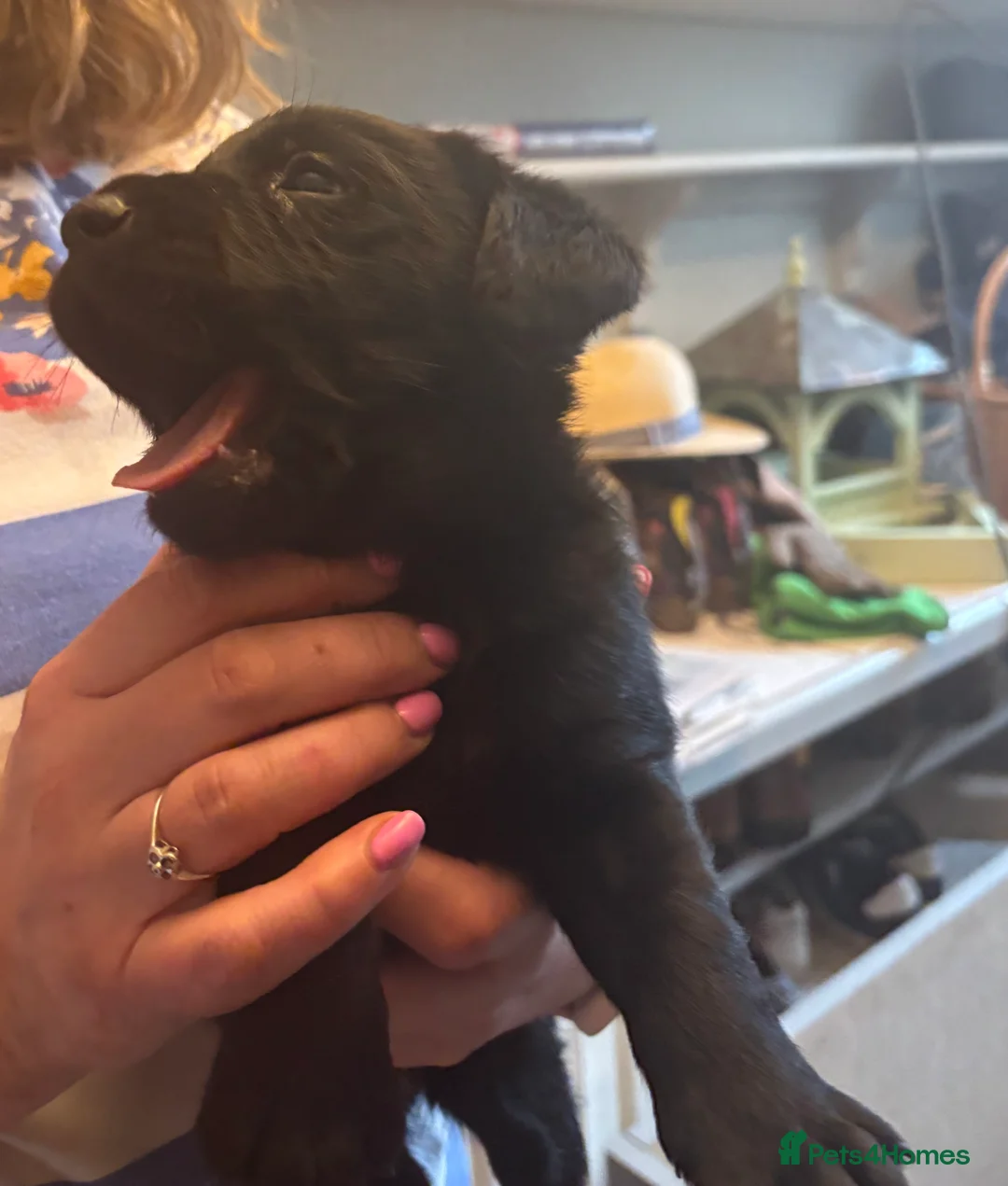 Labrador Retriever dogs for sale: Beautiful black Labrador puppies - Advert 7