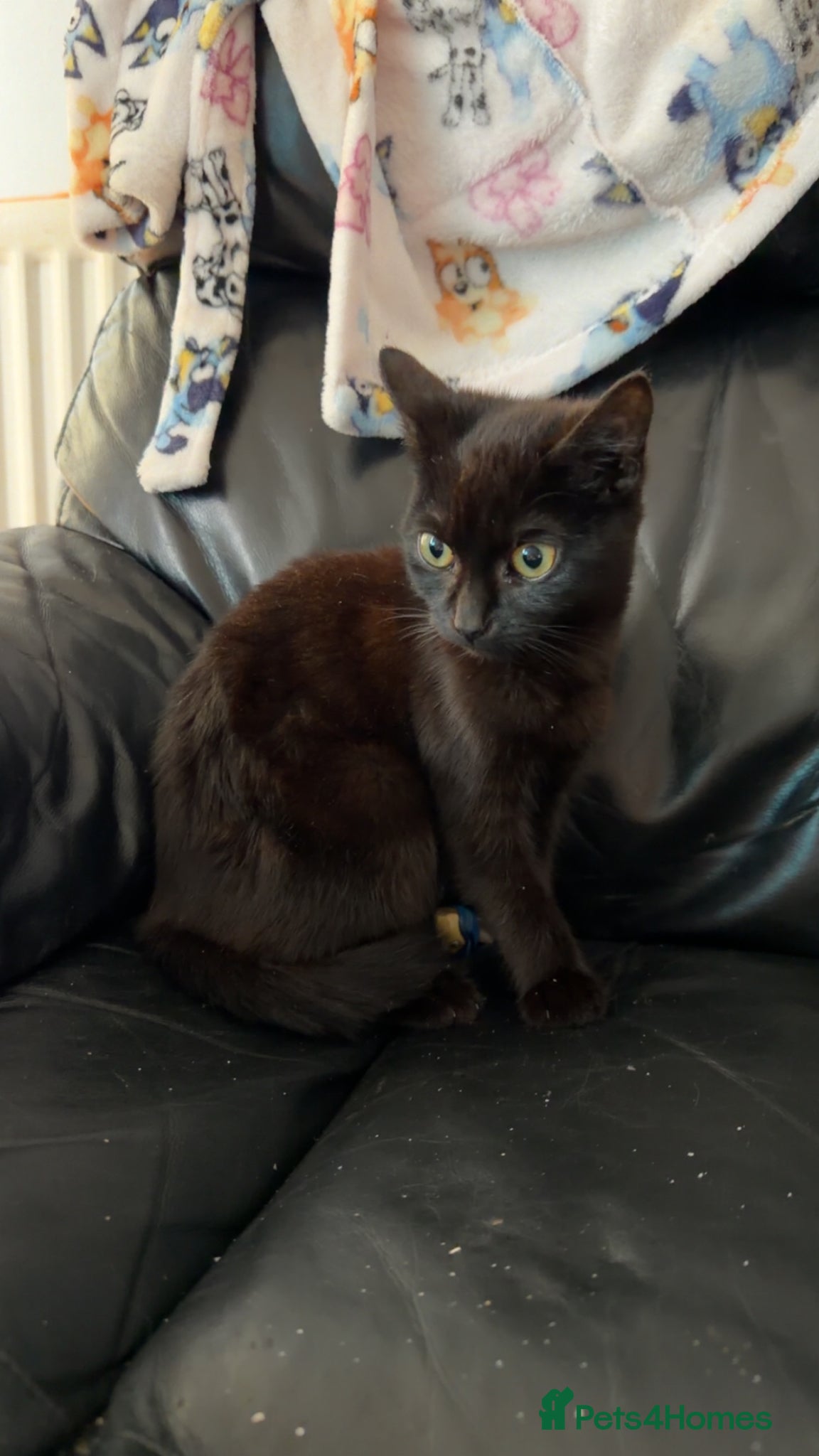 British Shorthair cats Kittens READY NOW - Advert 5