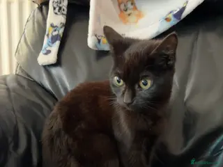 British Shorthair cats Kittens READY NOW - Advert 5