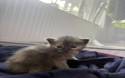 Mixed Breed cats for sale: Smokey Grey kittens for sale - Image 6