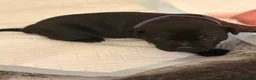 Staffordshire Bull Terrier dogs for sale: 🐾 CHUNKY STAFF PUPPIES – BLUE & BLACK 🐾  - Advert 9