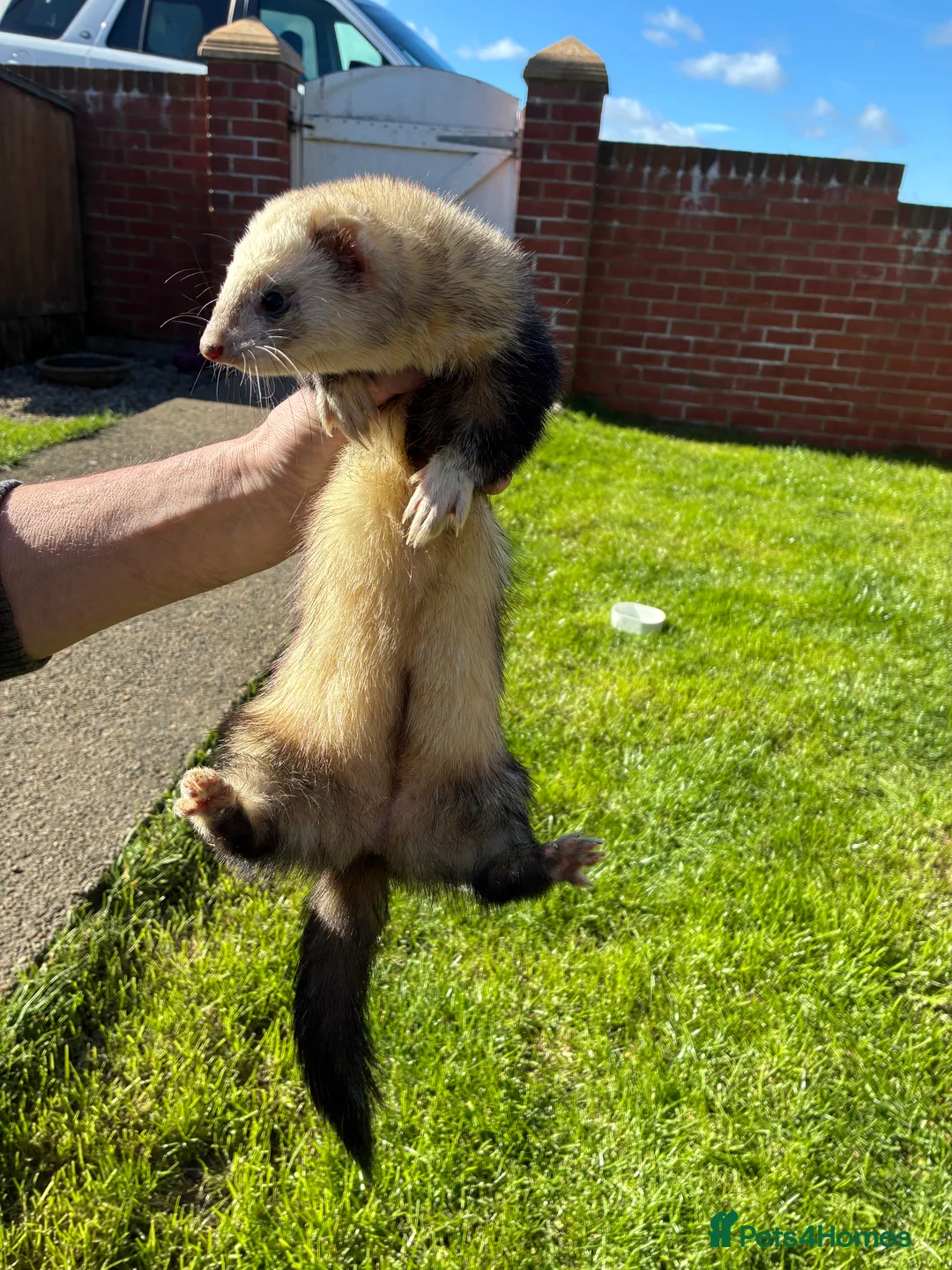 Ferret rodents for sale: Female ferret - Advert 2