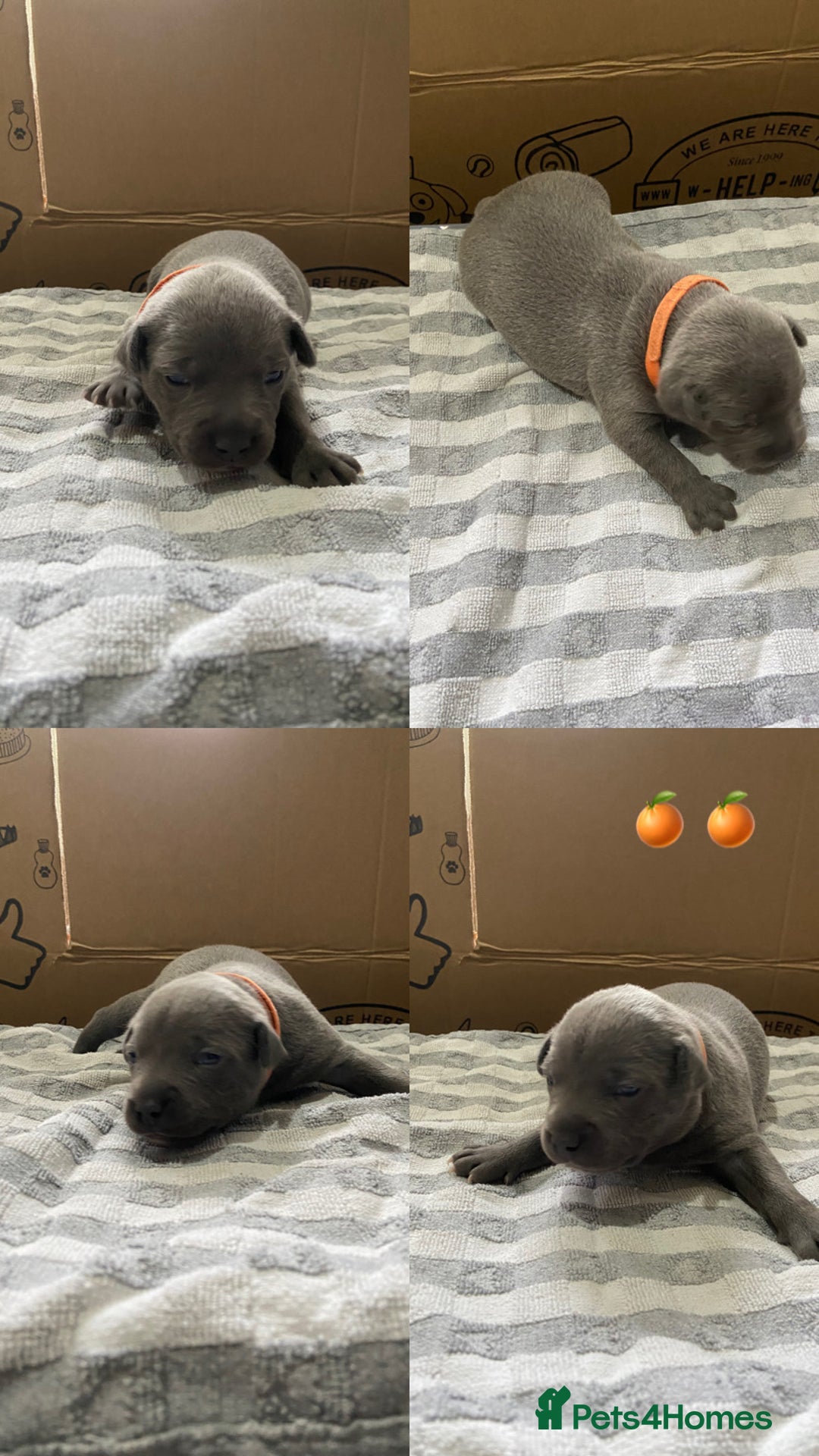 Staffordshire Bull Terrier dogs for sale: 4 Blue Staff Puppies Available  - Advert 7