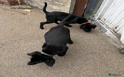 Labrador Retriever dogs for sale: Stunning Labrador puppies for sale  in Lostwithiel - Image 8