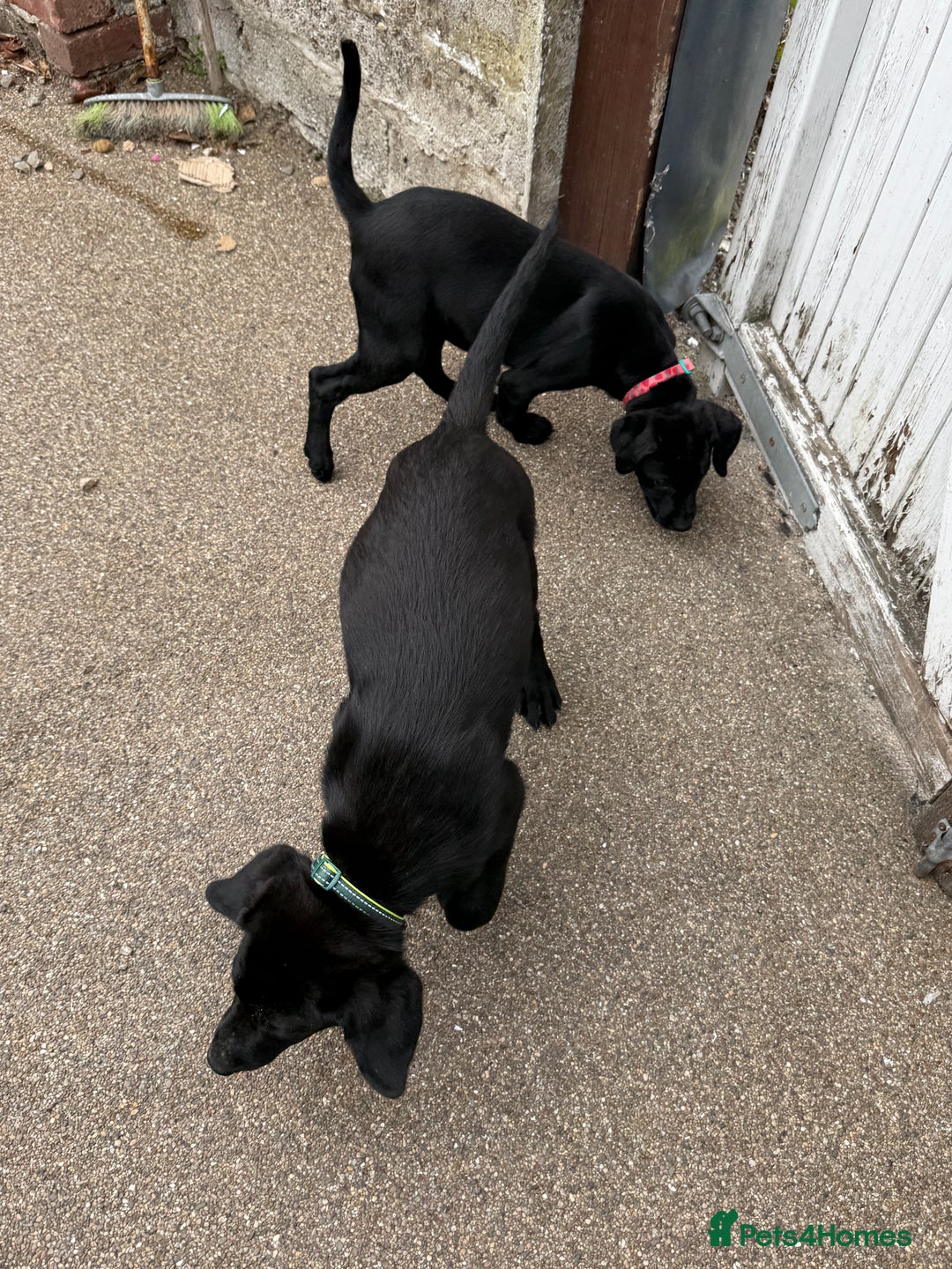 Labrador Retriever dogs for sale: Stunning Labrador puppies for sale  in Lostwithiel - Image 8