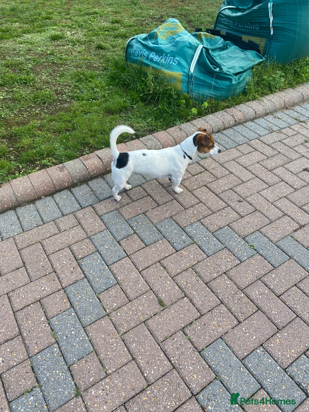 Jack Russell dogs for stud: Proven Short legged true  jack Russell for stud  in Eastleigh - Advert 6
