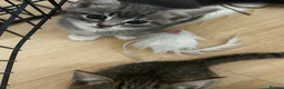 Domestic Shorthair cats for sale: 4 gorgeous male kittens 8weeks - Advert 21