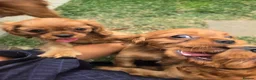 Cavalier King Charles Spaniel dogs for sale: Beautiful pups - Advert 7