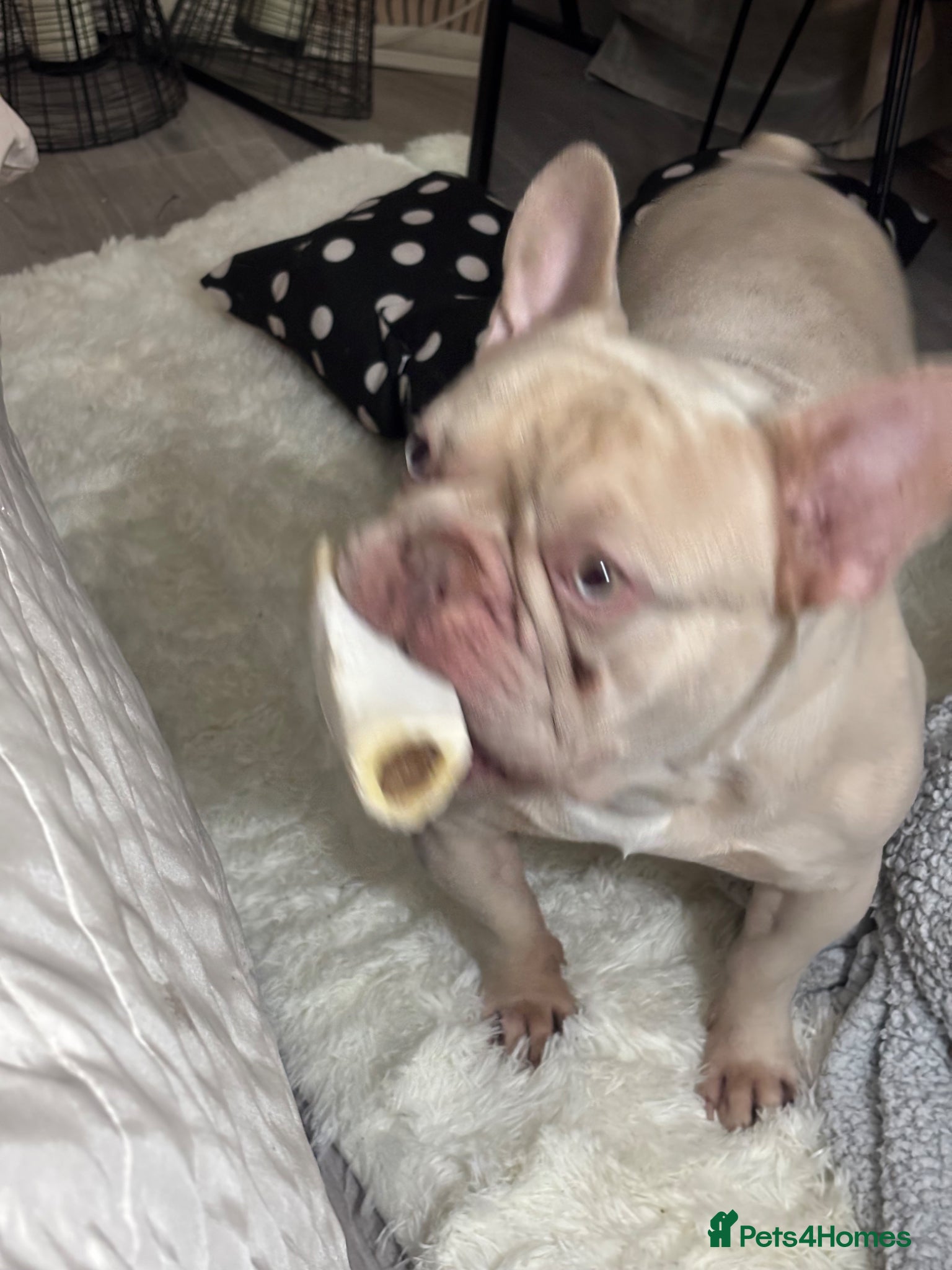 French Bulldog dogs Marley  - Advert 1