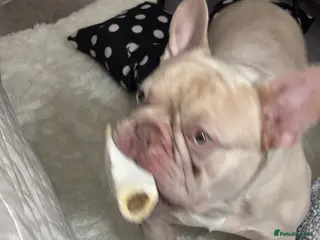 French Bulldog dogs Marley - Advert 1