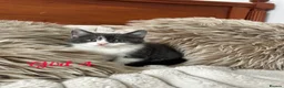 Mixed Breed cats for sale: Maincoon/tabby kittens 🐈‍⬛❤️ - Advert 10
