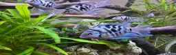 Cichlids fish for sale: Tropical Fish Blue Cichlids – Including Long-Fin - Advert 11
