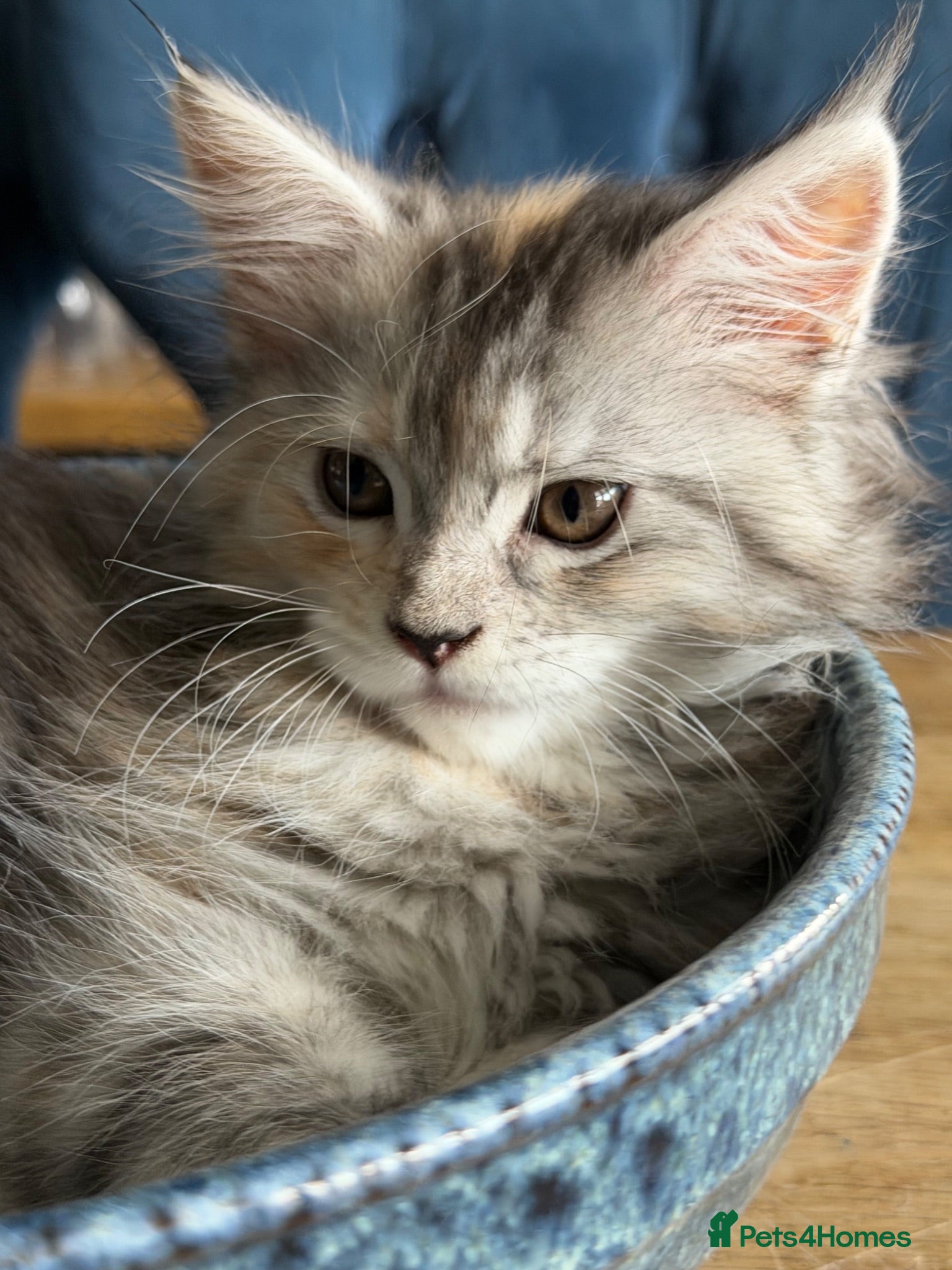 Maine Coon cats Beautiful Mainecoon kittens ready for loving homes - Advert 17