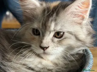 Maine Coon cats Beautiful Mainecoon kittens ready for loving homes - Advert 17