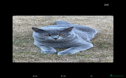 British Shorthair cats for sale: READY NOW 2 LOVELY BOYS BSH BLUE  - Image 12