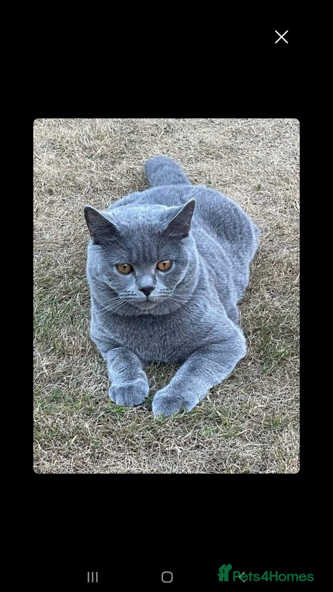 British Shorthair cats for sale: READY NOW 2 LOVELY BOYS BSH BLUE  - Image 12