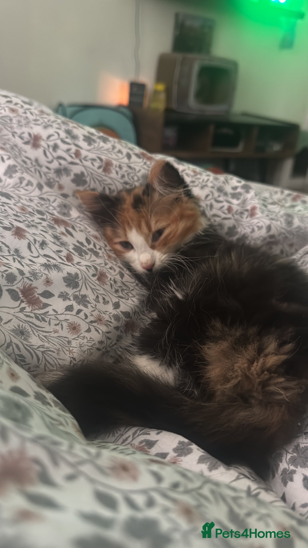 Domestic Shorthair cats for sale: 2 kittens. Calico girl + ginger boy both 17 weeks - Image 7