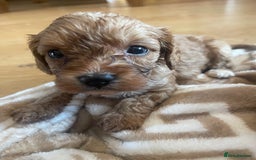 Cavapoo dogs for sale: Adorable toy Cavapoo pups apricot or fox red  - Image 13