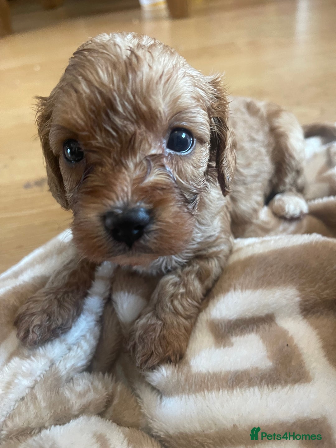 Cavapoo dogs for sale: Adorable toy Cavapoo pups apricot or fox red  - Image 13