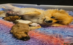 Pomeranian dogs for sale: POMERANIAN Puppies  - Image 14